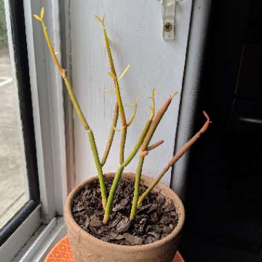 Euphorbia tirucalli 'Rosea'