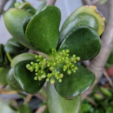 Crassula ovata syn. Crassula argentea, Crassula portulacea,Crassula obliqua,Crassula articulata,Crassula nitida,Crassula lucens.