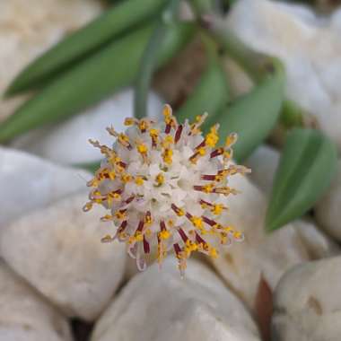 Senecio Radicans Glauca