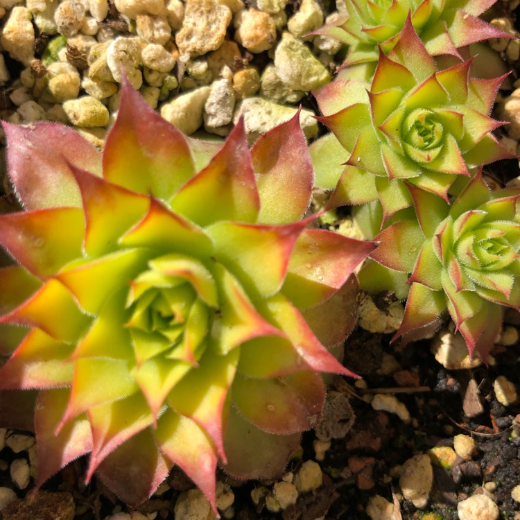 Plant image Sempervivum Gold Nugget