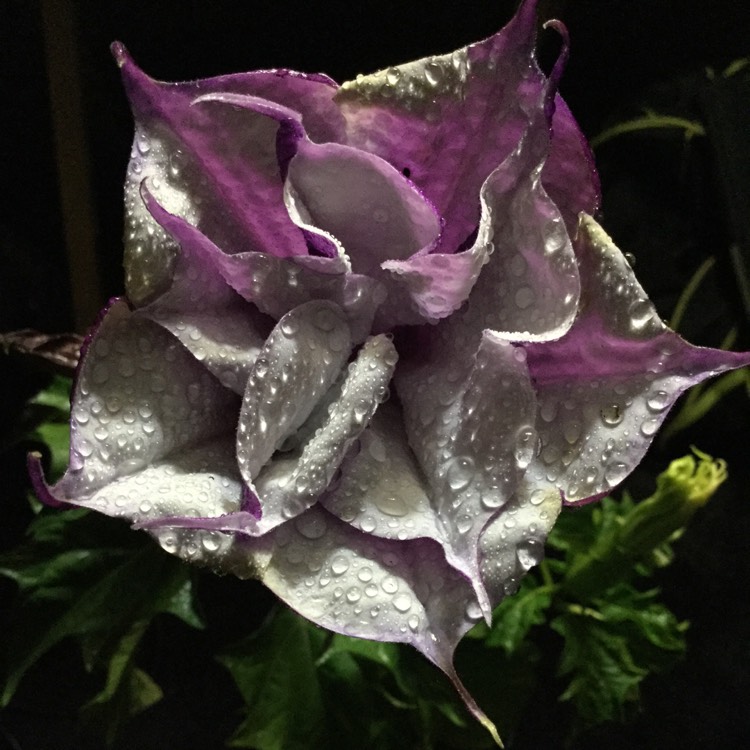 Plant image Lavandula 'Ballerina'