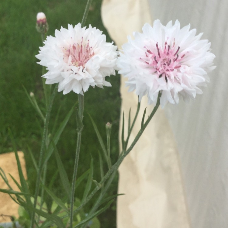 Plant image Centaurea Pulcherrima