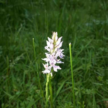 Dactylorhiza maculata