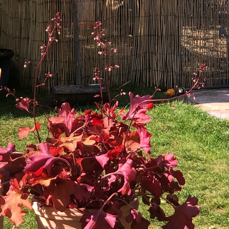 Plant image Heuchera 'Cranberry' (Indian Summer Series)