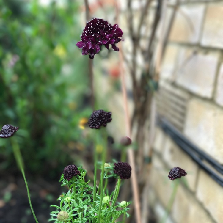 Plant image Scabiosa 'Barocca'