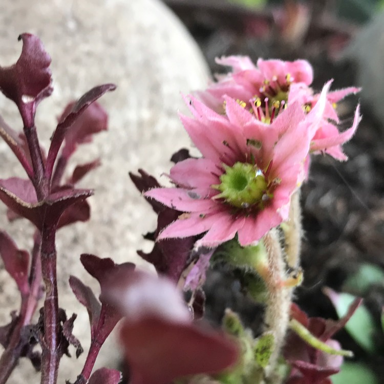 Plant image Sedum Spurium 'Voodoo'