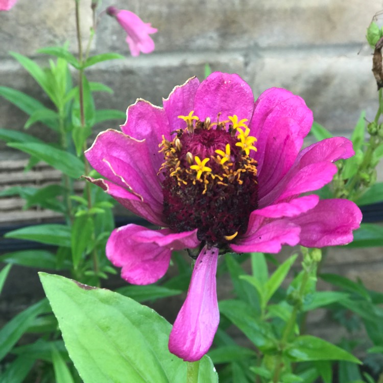 Plant image Zinnia elegans 'Lilliput Purple' (Lilliput Series)