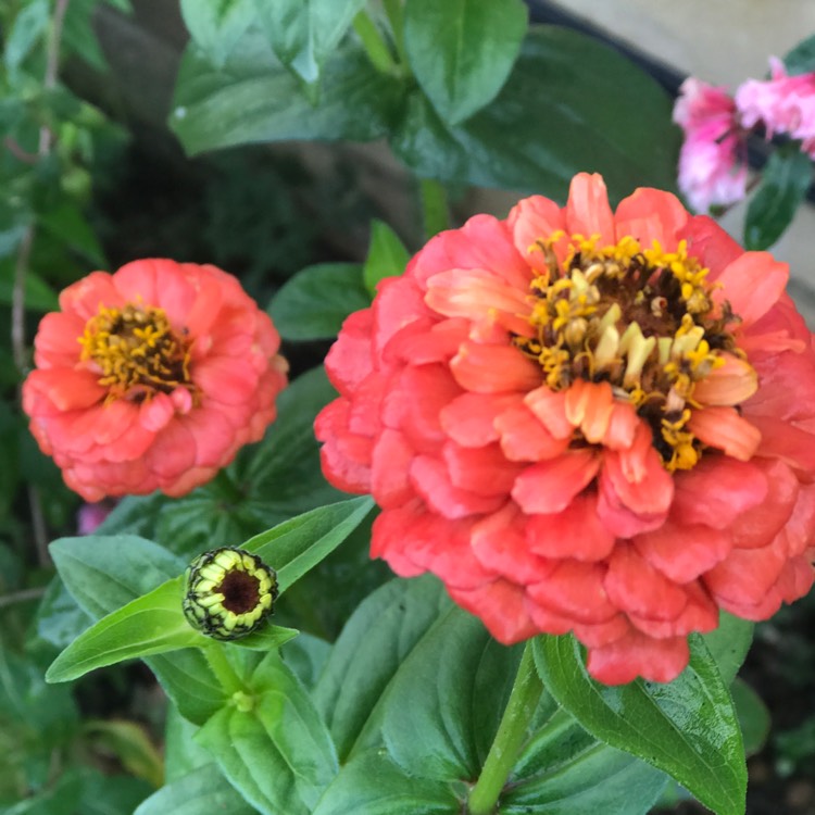 Plant image Zinnia elegans 'Pulcino Mix'