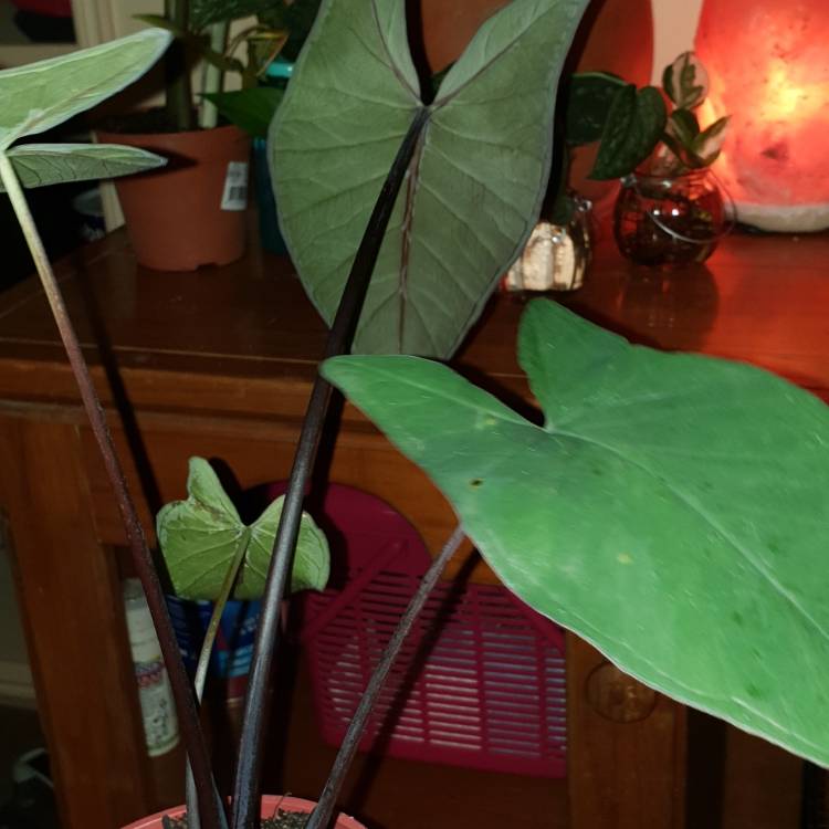 Plant image Alocasia Sarawakensis