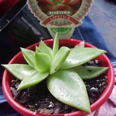 Echeveria Agavoides Red Edge