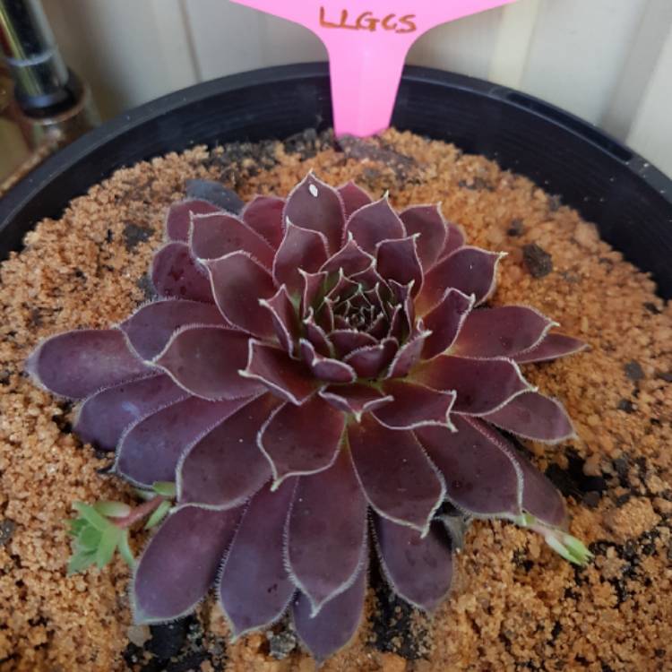 Plant image Sempervivum Round Midnight