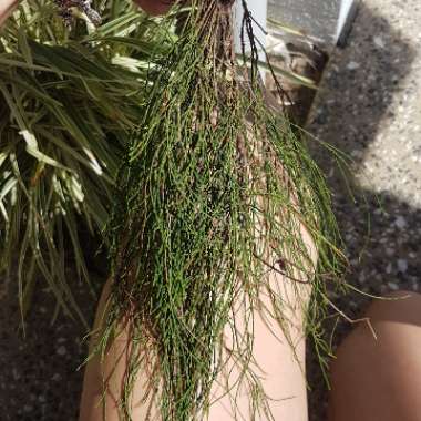 Casuarina glauca