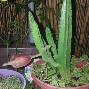 Stapelia asterias