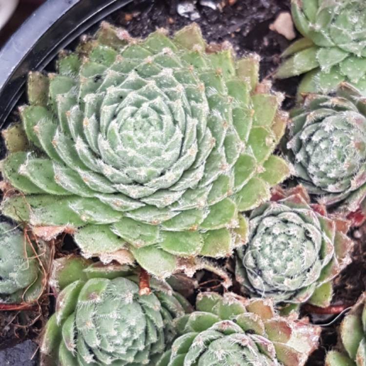 Plant image Sempervivum Pacific Feather Power