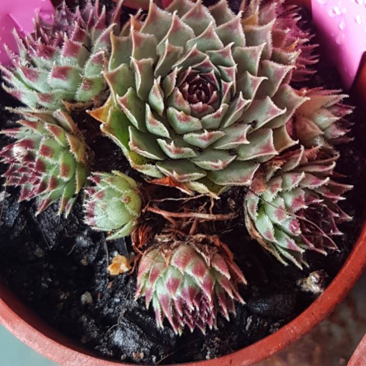 Plant image Sempervivum Tectorum Greenii