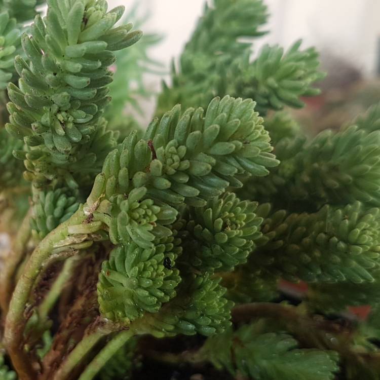 Plant image Sedum Multiceps