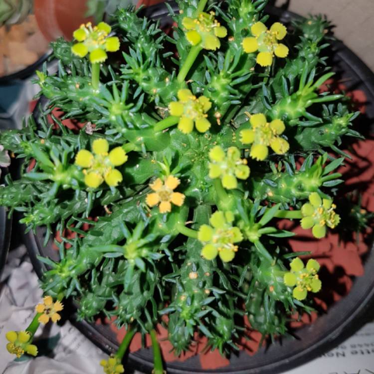 Plant image Euphorbia Flanaganii