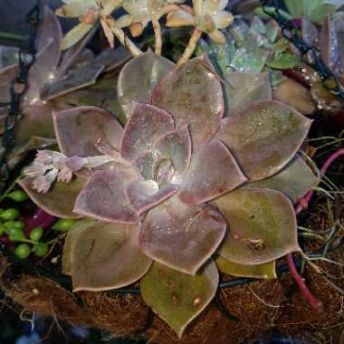 xGraptoveria Douglas Huth