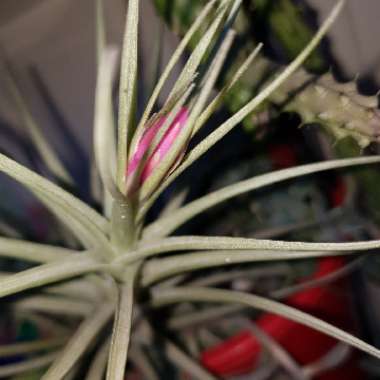 Tillandsia