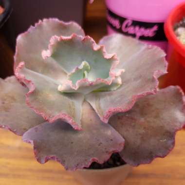 Echeveria Fire and Ice