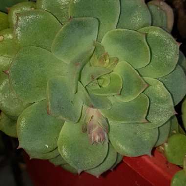 xGraptoveria Titubans