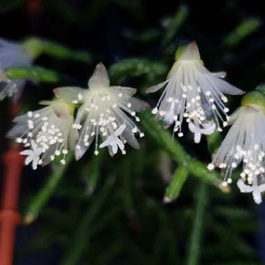 Rhipsalis pilocarpa