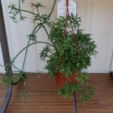 Rhipsalis pilocarpa