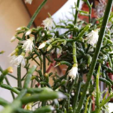 Rhipsalis pilocarpa