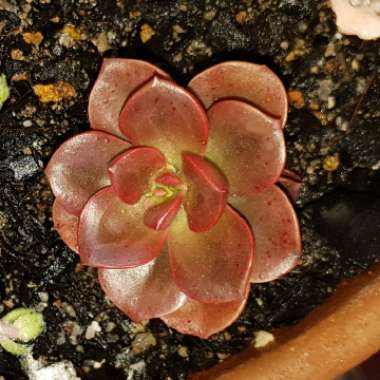 Echeveria Melaco