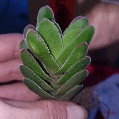 Crassula Ciliata