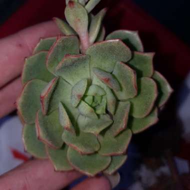 Echeveria Deren-Oliver