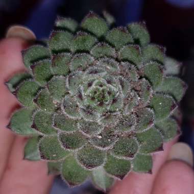 Sempervivum Emmchen