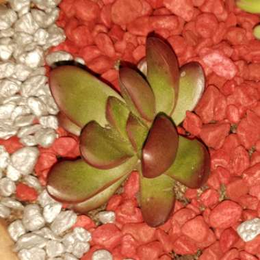 Crassula clavata