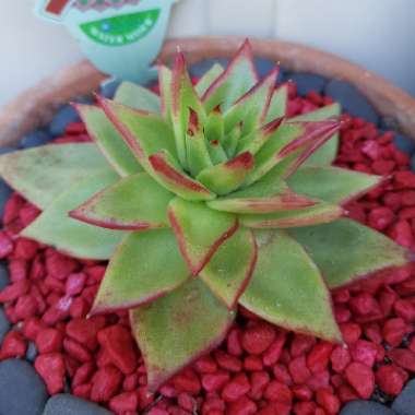 Echeveria Agavoides Red Edge