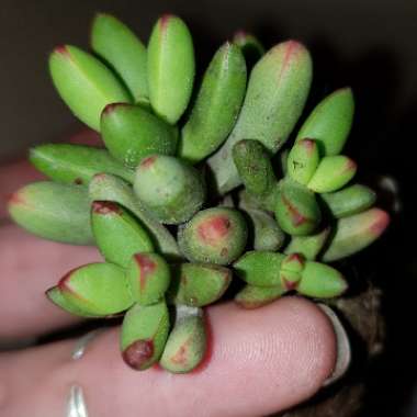 Crassula nudicaulis var. 'Herrei'