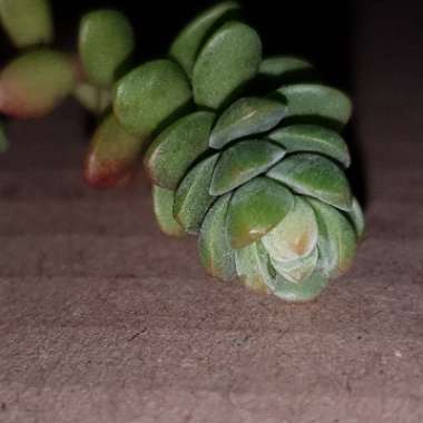 Sedum Oaxacanum