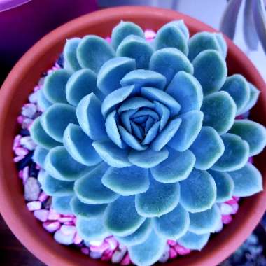 Echeveria Elegans