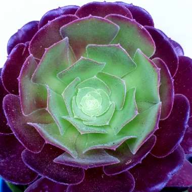 Aeonium Arboreum Atropurpureum