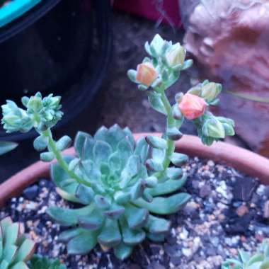 Echeveria Gusto