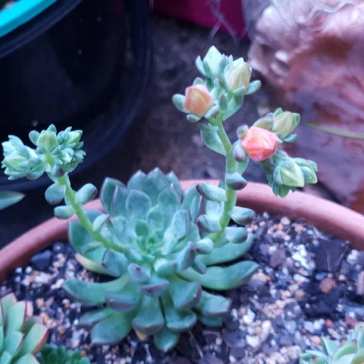 Plant image Echeveria Gusto