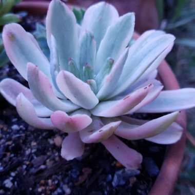 Echeveria Hoveyi