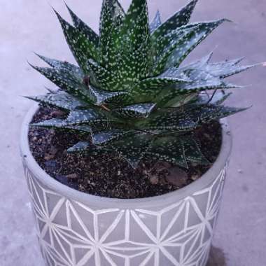 Gasteria Durban