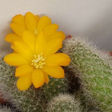 Rebutia fabrisii var. aureiflora