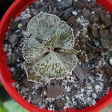 Adromischus