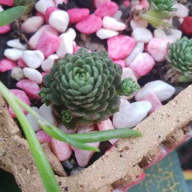 Rosularia Platyphylla