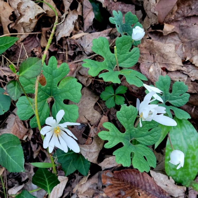 Plant image Sanguinaria canadensis