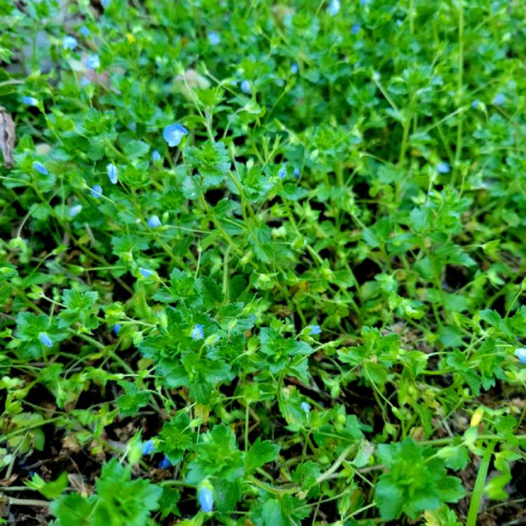 Plant image Veronica persica