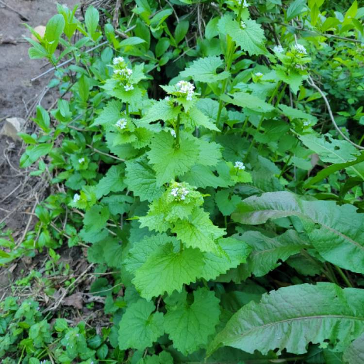 Plant image Alliaria Petiolata syn. Alliaria officinalis syn. Sisymbrium alliaria