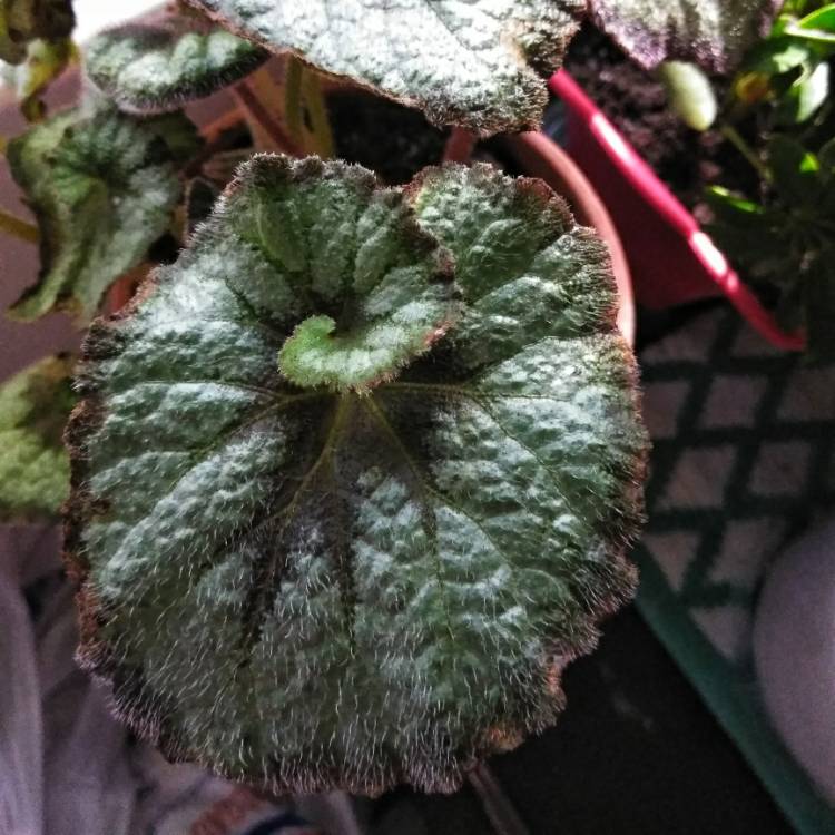 Plant image Begonia (Rex Cultorum Group) 'Escargot' syn. Begonia rex 'Escargot'