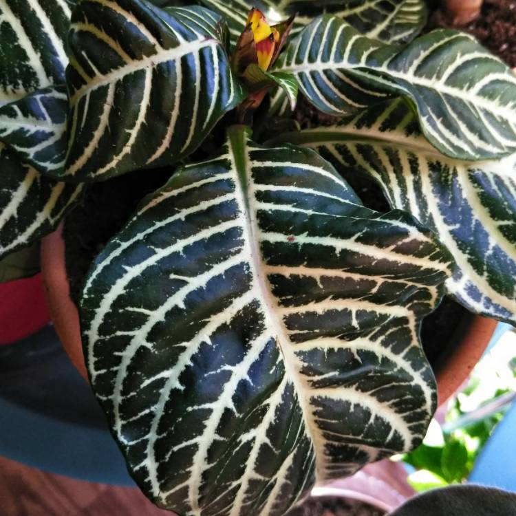 Plant image Calathea Insignis